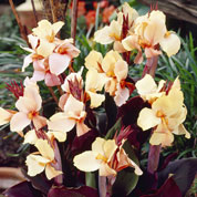 Canna 'Angel Martin'